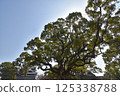 Sunlight filtering through the large camphor tree at Kumamoto Castle Sunlight filtering through the large camphor tree at Kumamoto Castle 125338788