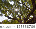 Sunlight filtering through the large camphor tree at Kumamoto Castle Sunlight filtering through the large camphor tree at Kumamoto Castle 125338789