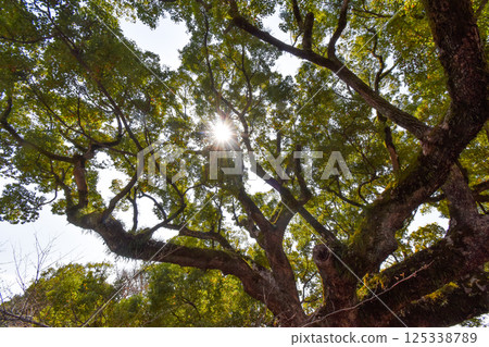 Sunlight filtering through the large camphor tree at Kumamoto Castle 125338789