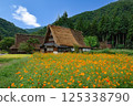 Yellow cosmos flower fields and Gassho-style houses in Shirakawa-go Yellow cosmos flower fields and Gassho-style houses in Shirakawa-go 125338790