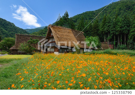 Yellow cosmos flower fields and Gassho-style houses in Shirakawa-go Yellow cosmos flower fields and Gassho-style houses in Shirakawa-go 125338790