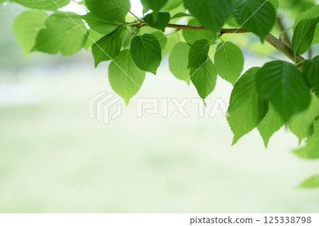 新鮮的綠葉 新鮮的綠葉 125338798