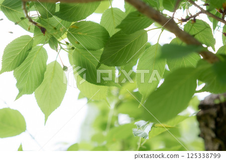 新鮮的綠葉 125338799