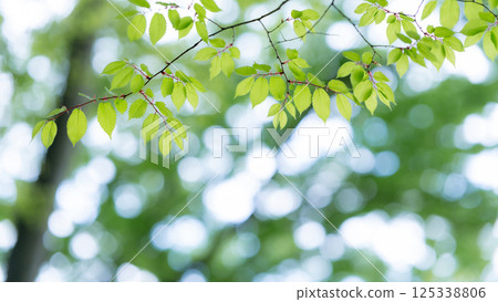 新鮮的綠葉 125338806