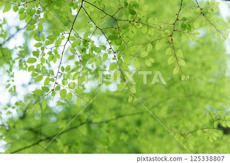 Fresh green leaves Fresh green leaves 125338807