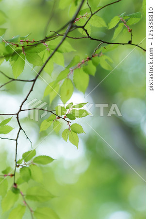 Fresh green leaves Fresh green leaves 125338810