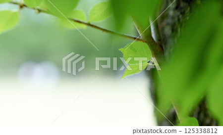 新鮮的綠葉 125338812