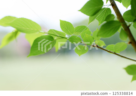 新鮮的綠葉 125338814