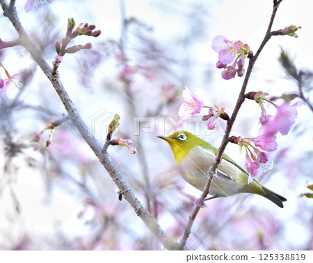 櫻花城公園河津櫻花盛開時的日本繡眼鳥 125338819