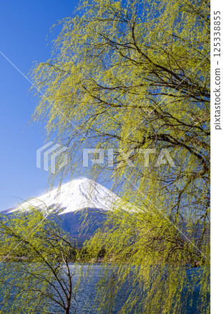 河口湖和富士山的新綠柳樹 河口湖和富士山的新綠柳樹 125338855