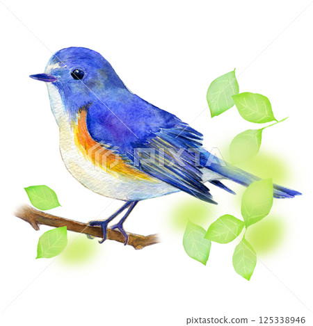 水彩插圖，手繪，初夏藍白相間的霸鶲 125338946