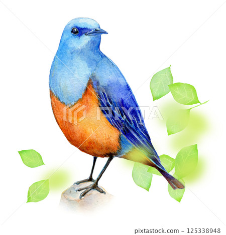 水彩插圖，手繪，初夏岩鶇 125338948
