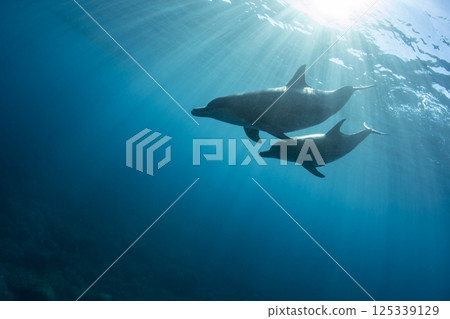 Sunlight and two bottlenose dolphins Sunlight and two bottlenose dolphins 125339129