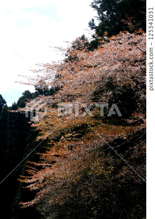 Cherry blossoms basking in the sunlight in a rural area 125341031