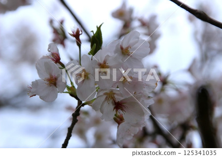 盛開的櫻花枝 125341035