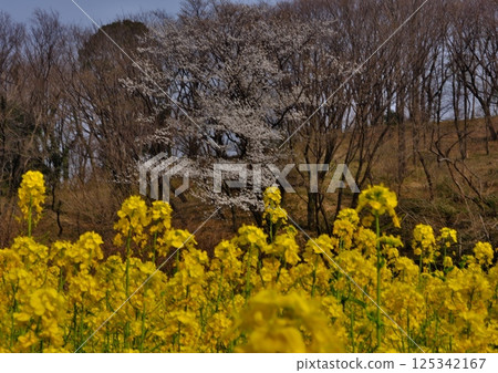 Cherry blossoms and rape flower co-starring Cherry blossoms and rape flower co-starring 125342167