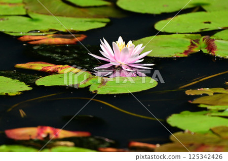 Water lily Water lily 125342426