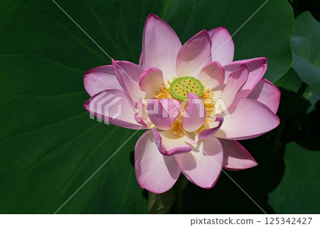 蓮花 蓮花 125342427