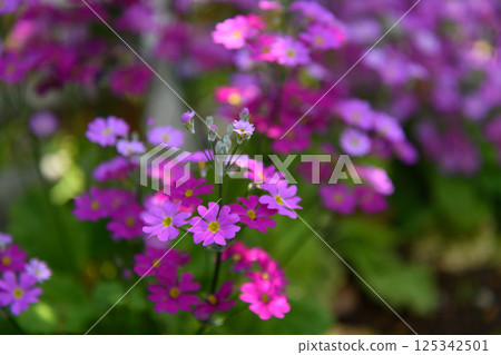 Primulae in full bloom 125342501