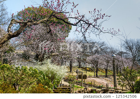 春天百花盛開的景色 春天百花盛開的景色 125342506