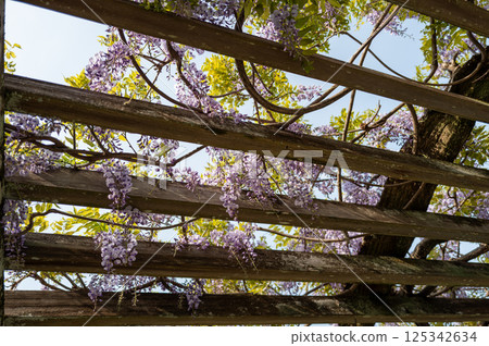 Chiba Park Wisteria flowers 125342634