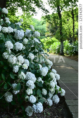Hydrangeas blooming in Omiya Daini Park 125342677
