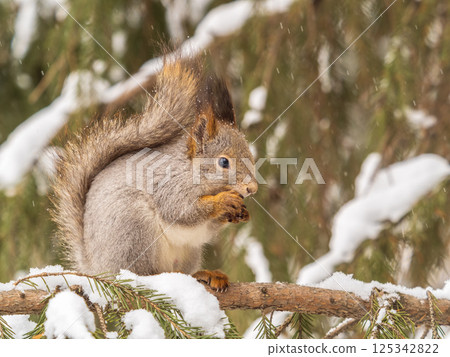The squirrel with nut sits on tree in the winter or late autumn 125342822