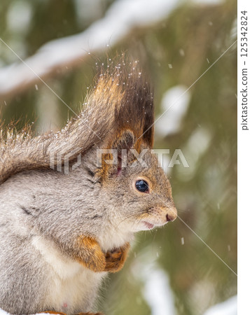 The squirrel sits on a branches without leaves in the winter or autumn The squirrel sits on a branches without leaves in the winter or autumn 125342824