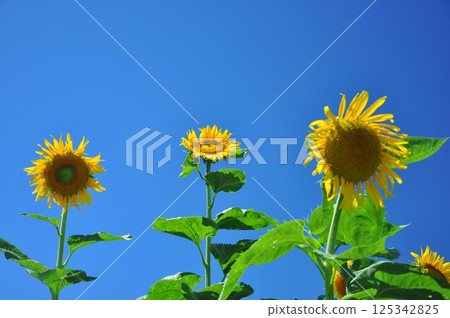 太陽山上的向日葵盛開 125342825