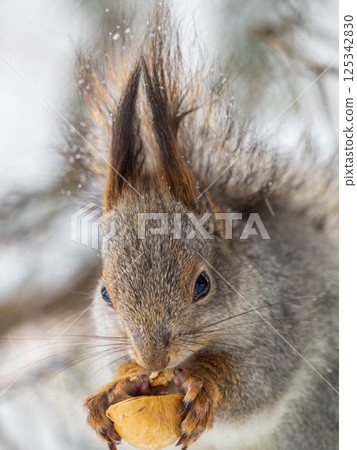The squirrel with nut sits on tree in the winter or late autumn 125342830