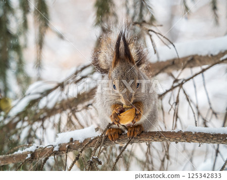 The squirrel with nut sits on tree in the winter or late autumn 125342833