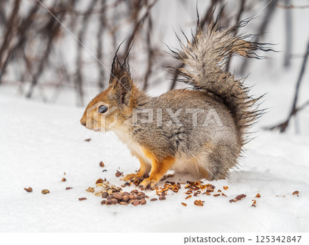The squirrel in winter sits on white snow. 125342847