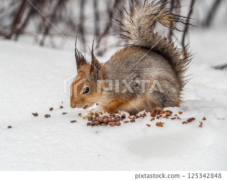 The squirrel in winter sits on white snow. 125342848