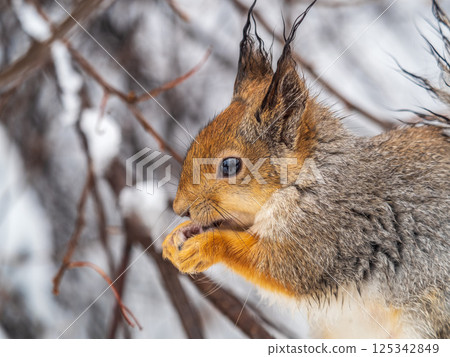The squirrel with nut sits on tree in the winter or late autumn 125342849