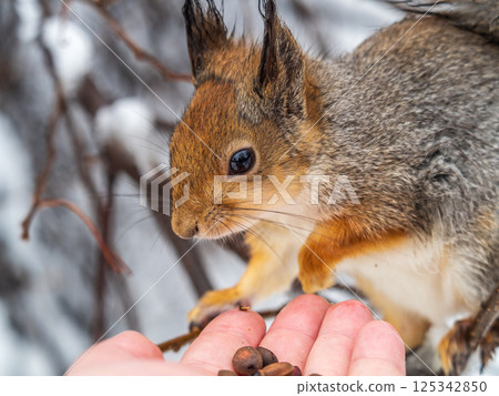 Squirrel eats nuts from a man's hand. Caring for animals in winter or autumn. 125342850
