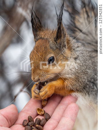 Squirrel eats nuts from a man's hand. Caring for animals in winter or autumn. 125342851