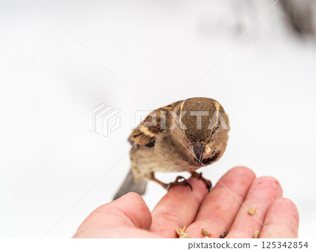 A sparrow sits on a man's hand and eats seeds. A sparrow sits on a man's hand and eats seeds. 125342854