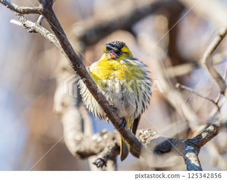 Eurasian siskin male, latin name spinus spinus, sitting on branch of tree. Cute little yellow songbird. Eurasian siskin male, latin name spinus spinus, sitting on branch of tree. Cute little yellow songbird. 125342856