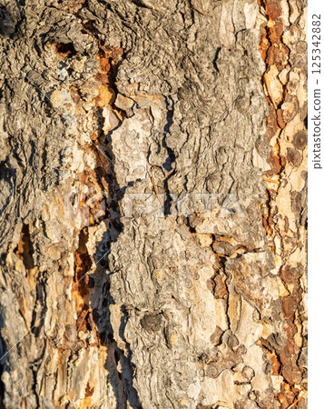 The bark of an old tree. Larch bark. The bark of an old tree. Larch bark. 125342882