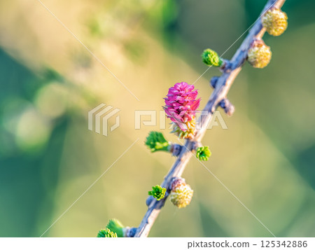 Colorful autumn forest with trees on the shore of a blue lake - top aerial view. 125342886