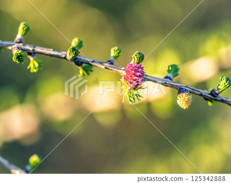 Colorful autumn forest with trees on the shore of a blue lake - top aerial view. 125342888