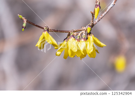 Forsythia. Blooming forsythia bush. Yellow flower on a branch of forsythia. Forsythia. Blooming forsythia bush. Yellow flower on a branch of forsythia. 125342904