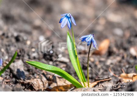 Siberian squill, wood squill, Scilla siberica meadow plant with blue blossom in grass. Spring flower background Siberian squill, wood squill, Scilla siberica meadow plant with blue blossom in grass. Spring flower background 125342906