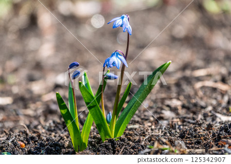 Siberian squill, wood squill, Scilla siberica meadow plant with blue blossom in grass. Spring flower background Siberian squill, wood squill, Scilla siberica meadow plant with blue blossom in grass. Spring flower background 125342907