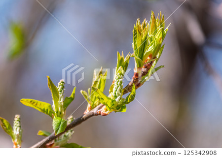 Green bushes with young leaves in the sunset Green bushes with young leaves in the sunset 125342908