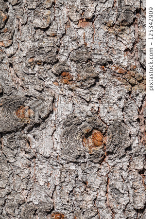 Bark texture and background of a old fir tree trunk. Detailed bark texture. Natural background 125342909