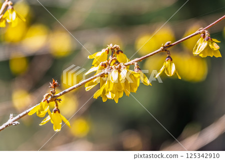 Forsythia. Blooming forsythia bush. Yellow flower on a branch of forsythia. 125342910