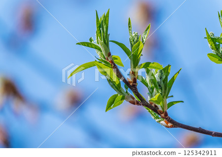 Green bushes with young leaves in the sunset 125342911