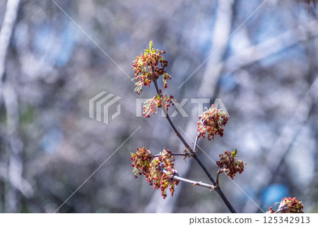 Acer negundo, Box elder, boxelder, ash-leaved and maple ash, Manitoba, elf, ashleaf maple male inflorescences and flowers on branch outdoor. 125342913