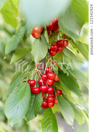 Red cherries growing on green tree Red cherries growing on green tree 125342924